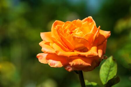 Big orange rose on blured backgroundの写真素材