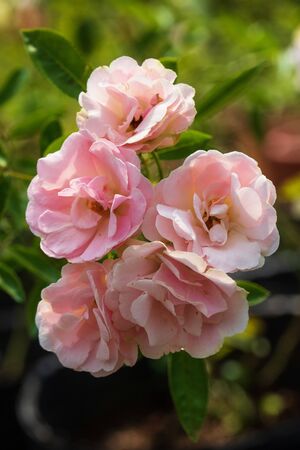 Beautiful blooming rose in garden on sunny dayの写真素材