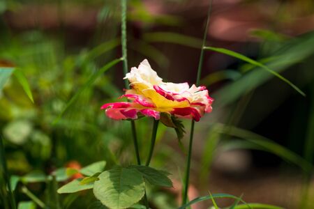 Close up of red yellow rose flowerの写真素材