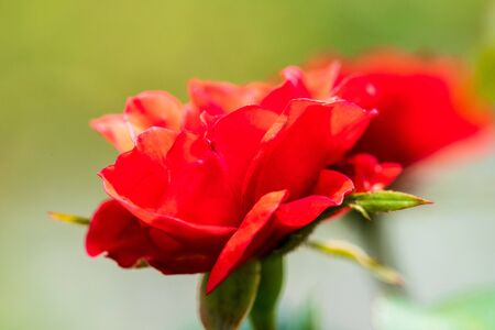 Beautiful petals of orange red rose flowerの写真素材