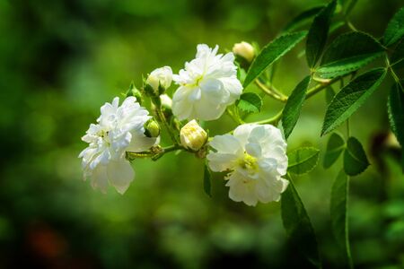 Blooming white roses in the gardenの写真素材