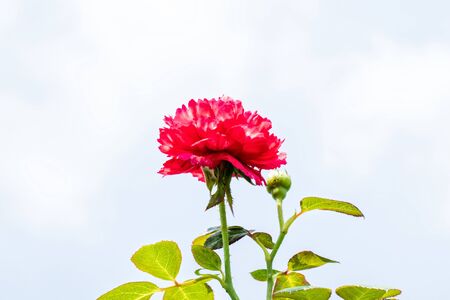 Beautiful red rose with blurred backgroundの写真素材