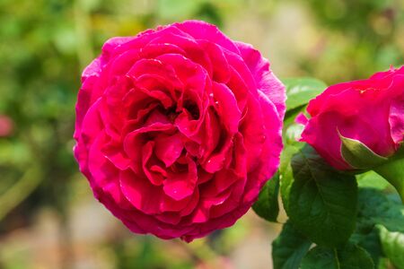 Closeup view of beautiful blooming rose against blurred backgroundの写真素材