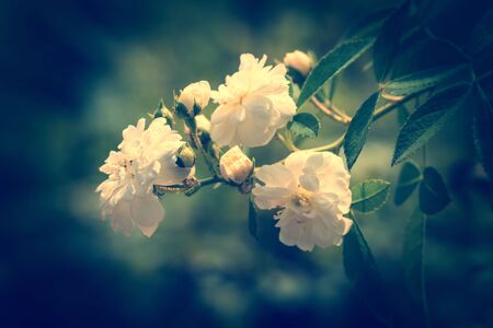 Vintage white roses in the gardenの写真素材