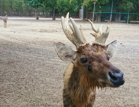 Deer in safari park kanchanaburi.の素材