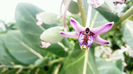 The bug in crown flower.の素材