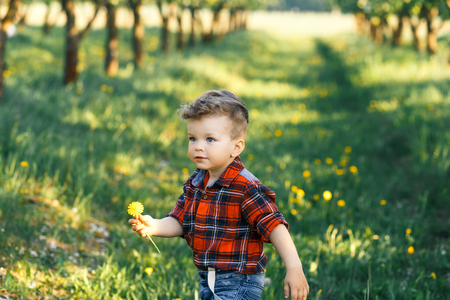 A cute boy having fun outside in the country in summer at the sunset. a boy playing with yellow dandelions in the gardenの写真素材