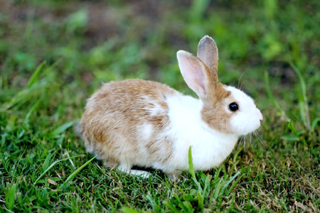 Little bunny rabbitの写真素材