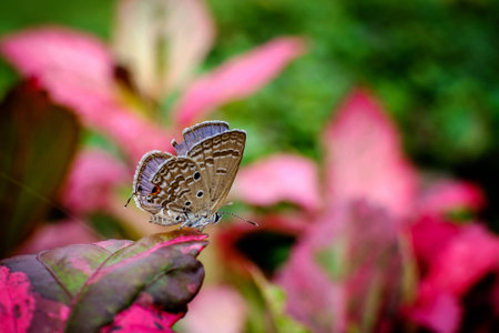 butterfly fly in morning nature