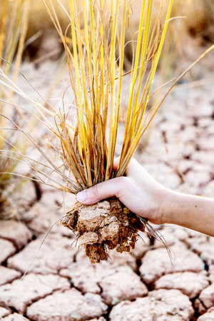 hand holding tree growing on drought landの写真素材