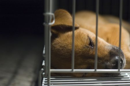 A young brown puppy lockup in cage sleeping.の写真素材