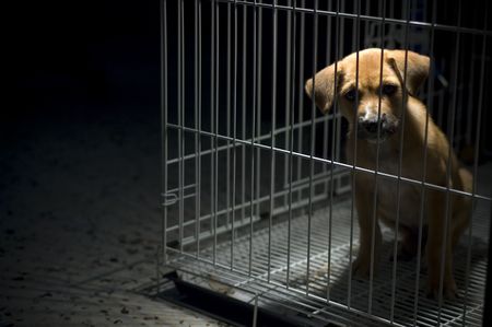 A sad looking puppy wanted to come out from his cage. Be kind to all animalsの写真素材
