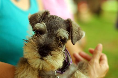 A cute  Schnauzer.の写真素材