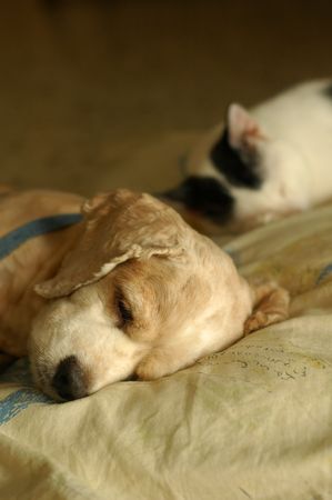 Cat Dog Sleeping