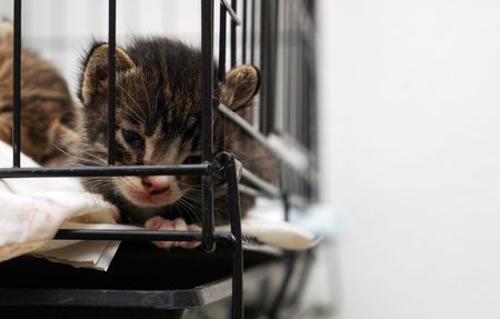Kitty In Cageの写真素材