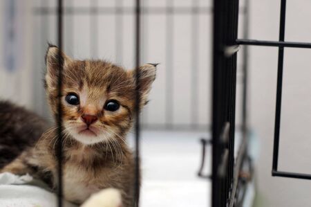 cute kitty in cageの写真素材