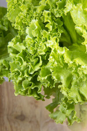 fresh lettuceの写真素材