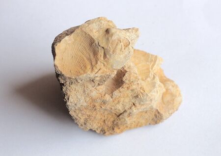 very old stone with traces of shells molluscs