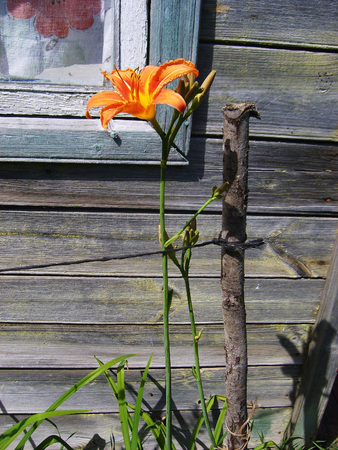 orange lily flowers bloom in spring in the gardenの写真素材