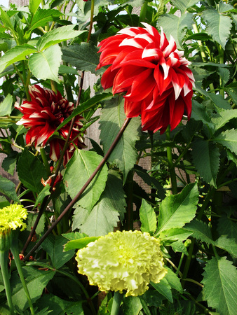 flowers red and yellow dahlias bloom in summer gardenの写真素材
