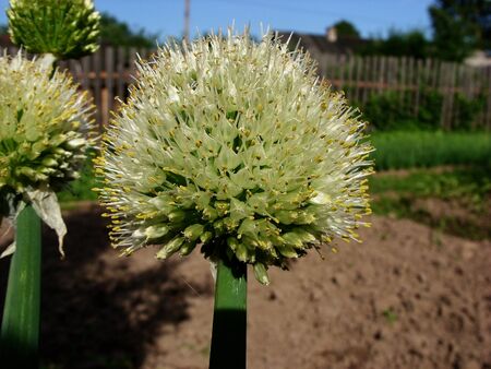 Head of inflorescence with seeds of bulbous plant during floweringの写真素材