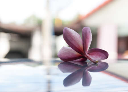 Wilt frangipani flower with reflectionの写真素材