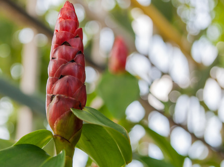 Macro of Indian Head Ginger or Costus speciosusの写真素材