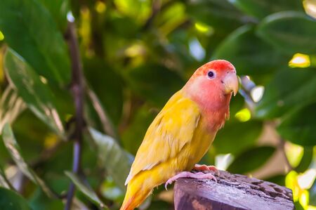 Colorful yellow parrot on stump in the jungleの写真素材