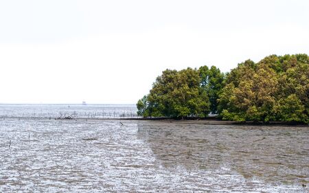 mangrove forest tree in the seaの写真素材