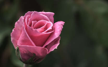 rose in sweet and soft color use for flora backgroundの写真素材