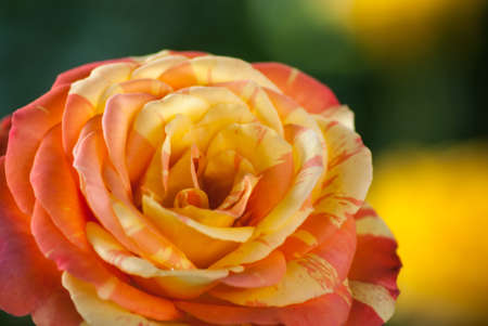 rose in sweet and soft color use for flora backgroundの写真素材