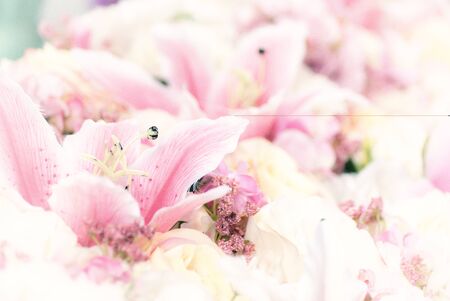 rose in sweet and soft color use for flora backgroundの写真素材