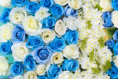 white and cyan rose for flora backgroundの写真素材