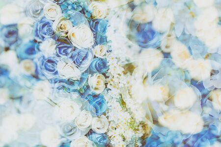 white and cyan rose for flora backgroundの写真素材