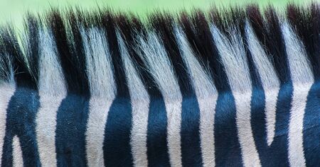 Close up of Zebra pattern skin texture. Black and white seamless backgroundの写真素材