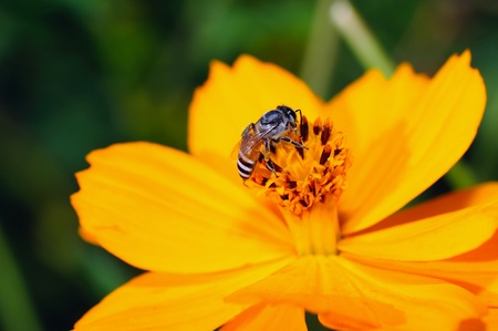 Closeup shot of bee pollinating a yellow flower.の写真素材