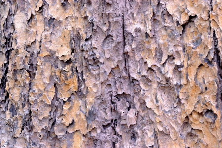 Close up of old pine bark .Tree bark texture in nature forest in Thailand.