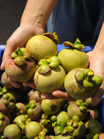 Green mangosteen in her hand beautiful and delicious の写真素材
