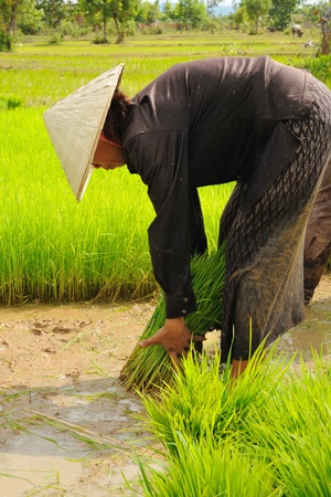 Thai farmer working on field のeditorial素材
