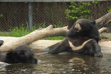 The Asiatic black bear relax in basin Thailand zoo.のeditorial素材