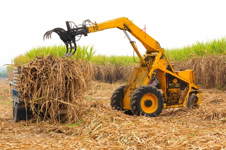 Harvest sugarcane in Thailand の写真素材