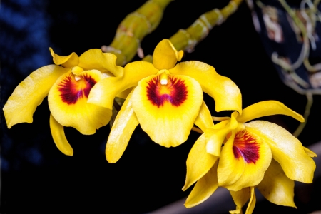 Yellow orchid Chantaboon a Scientific name  Dendrobium friedericksianum   Commonly found in the jungle province  Chanthaburi and Trat Thailand の写真素材