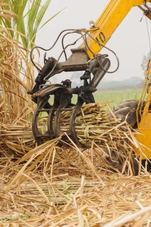 Machine harvest sugarcane in farm の写真素材