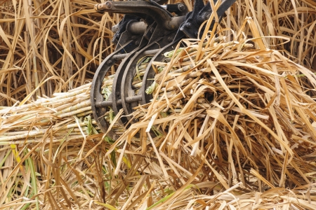 Equipment machine harvest sugarcane in farm の写真素材