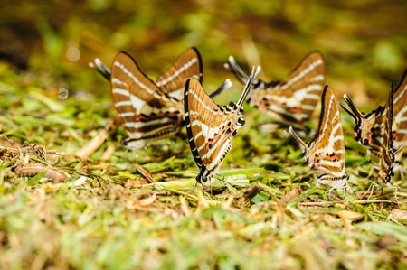 Beautiful butterfly eating salt marsh in forest の写真素材