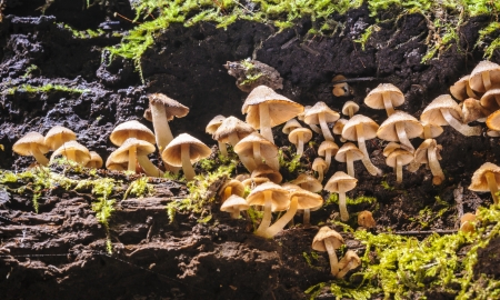 Small mushrooms in rain forest, Thailand の写真素材