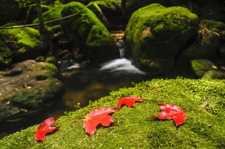 Maple leaf on moss covered rocks near waterfalll in rains forest の写真素材