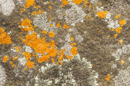 Close-up orange lichen in rain forest 