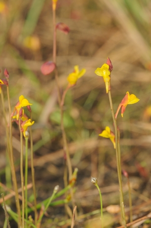 Wild orchid the scientific name "Utricularia bifida L."  in rainforest at Phu Kradueng National Park, Loei Province, Thailand.の写真素材