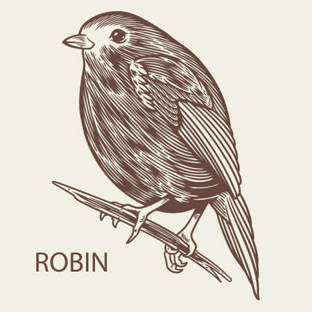 Robin bird animal sketch vintage engraved style element. European robin hand drawn retro illustration. Animals nature wildlife theme. Autumn or winter bird vector isolatedのイラスト素材